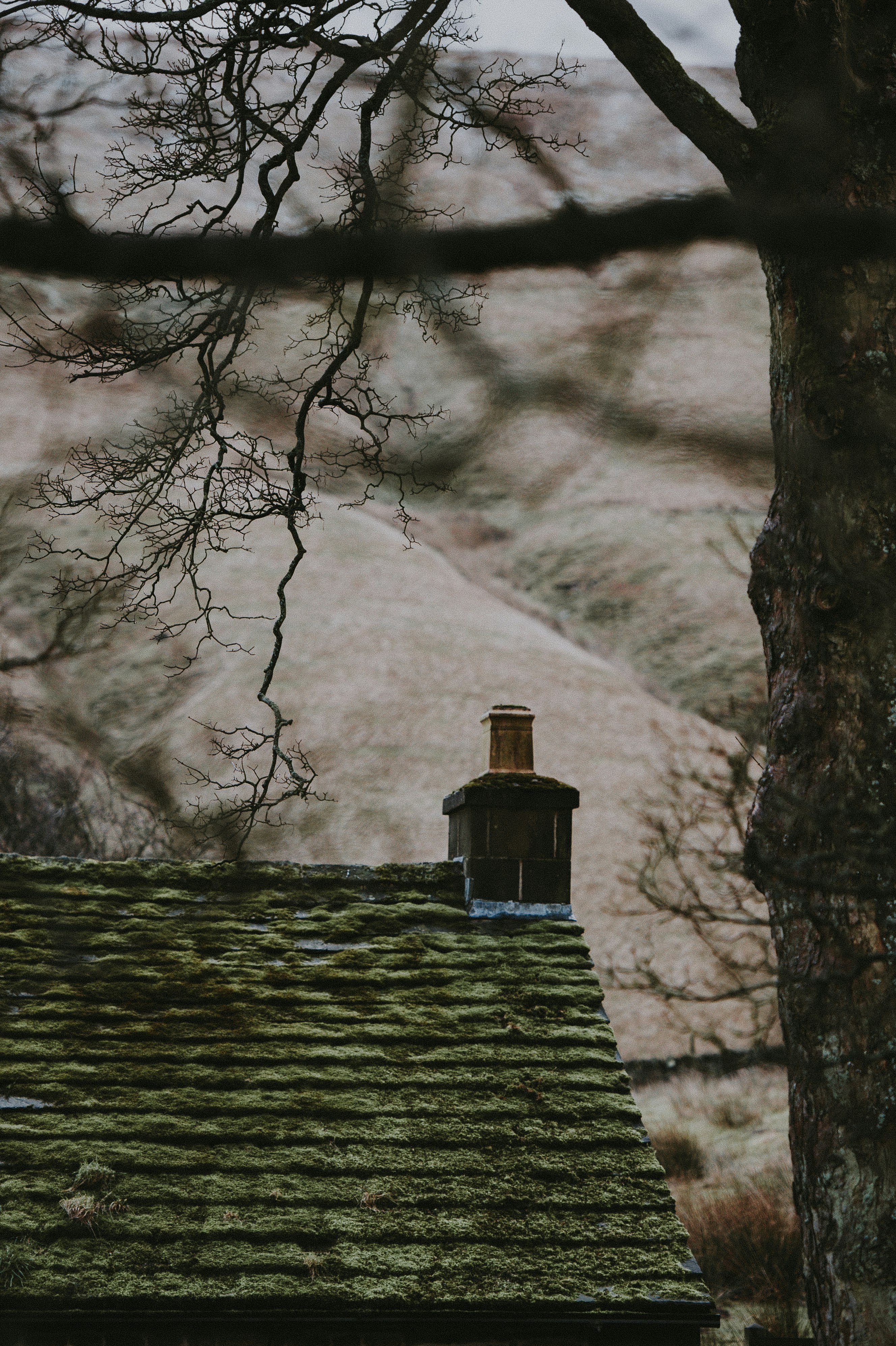 house near bare tree